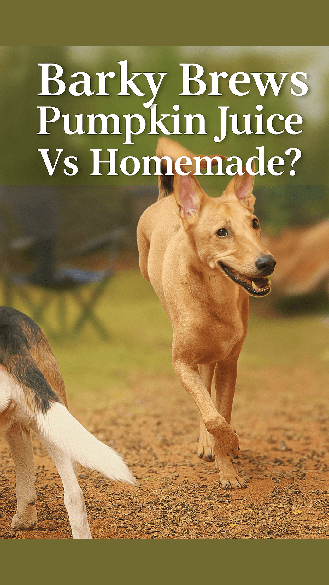 Pumpkin Juice for Dogs: Barky Brews vs Homemade Benefits